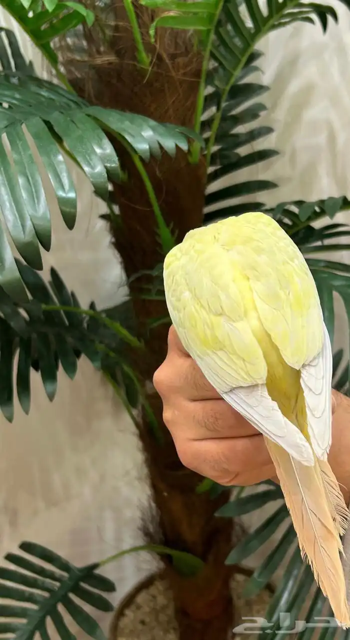 ببغاء كنيور مون شيك هدد شرط من النوادر قمه فالولافه تم البيع 11