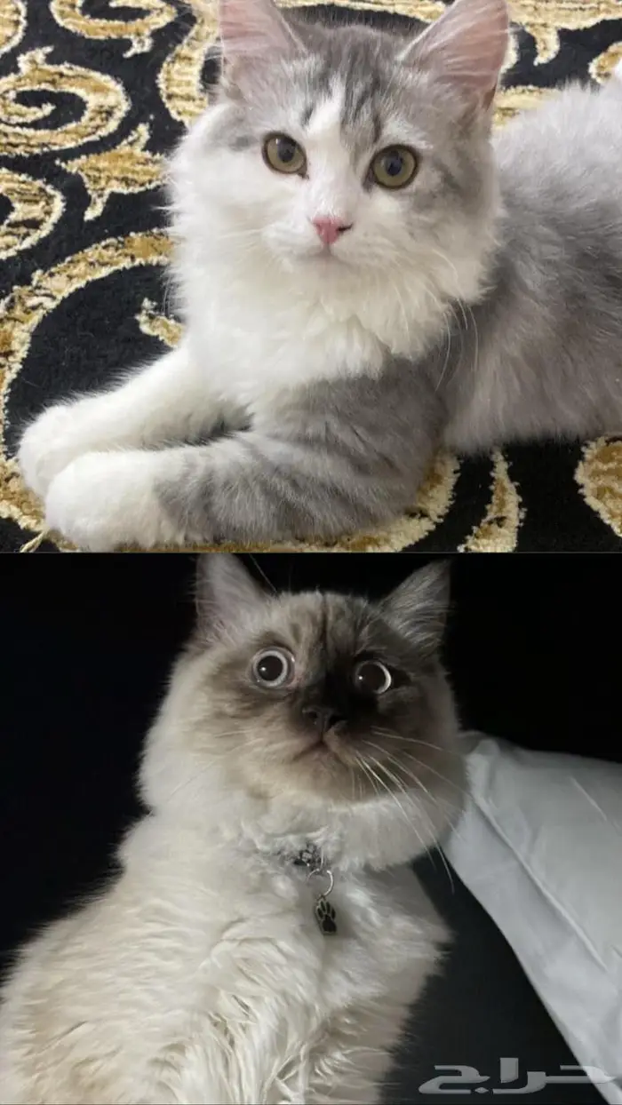 الباحه 0