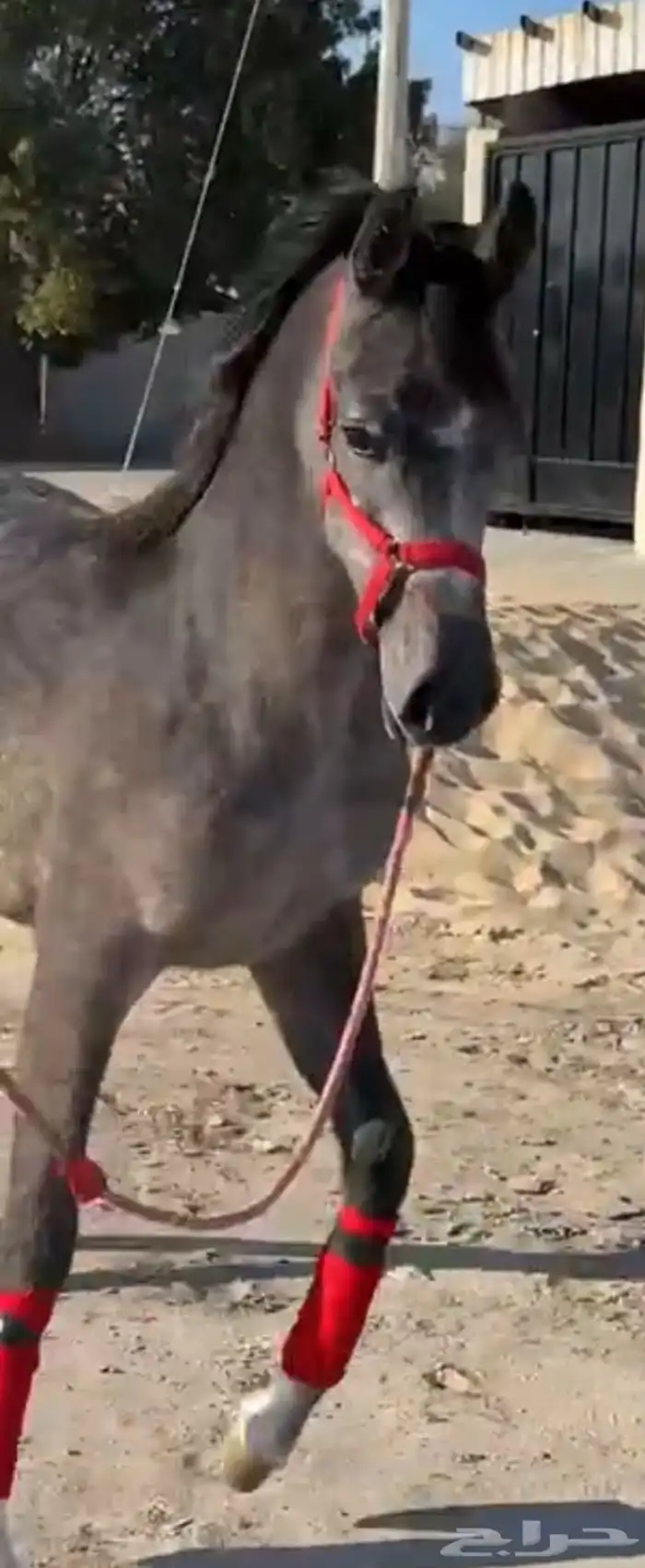 مهره عربيه شعبيه فاخره 0
