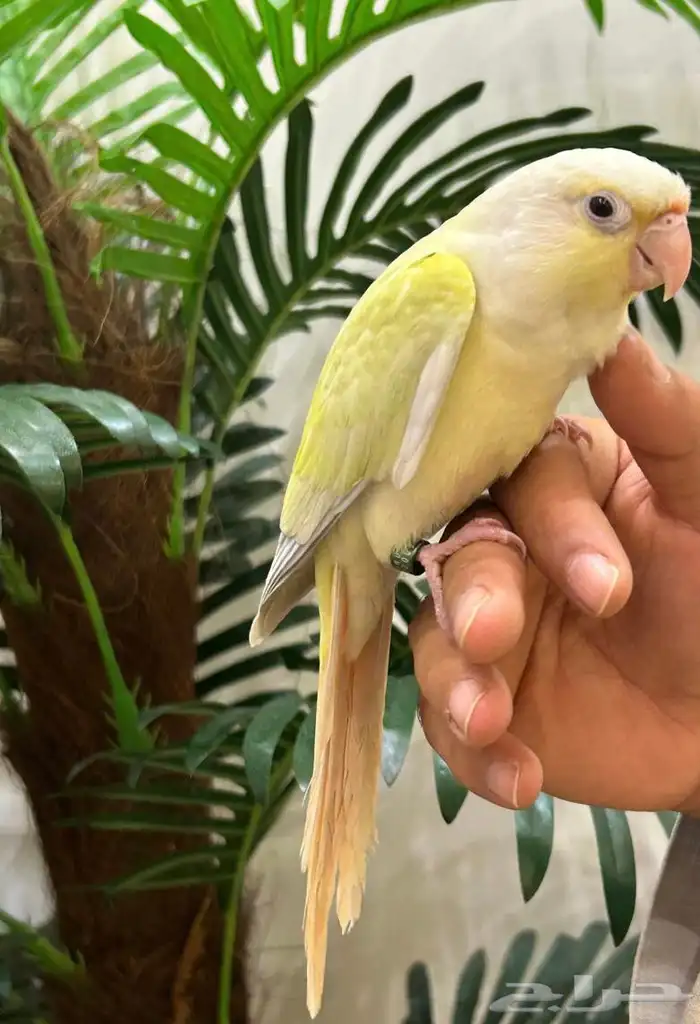 ببغاء كنيور مون شيك هدد شرط من النوادر قمه فالولافه تم البيع 16