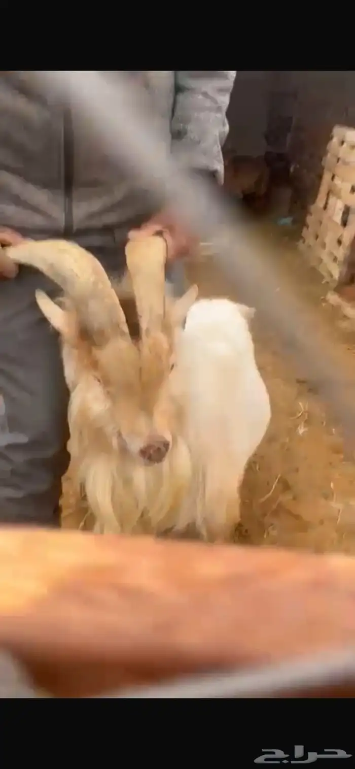 ماعز قزمي تشيكي 13