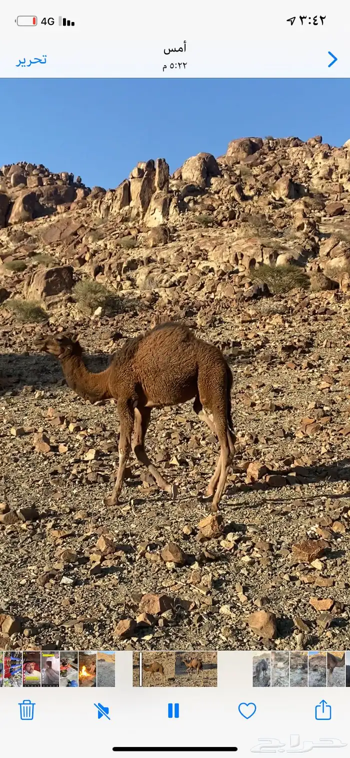 للبيع قعود احمر ضواحي العيص(تم البيييع ) 0