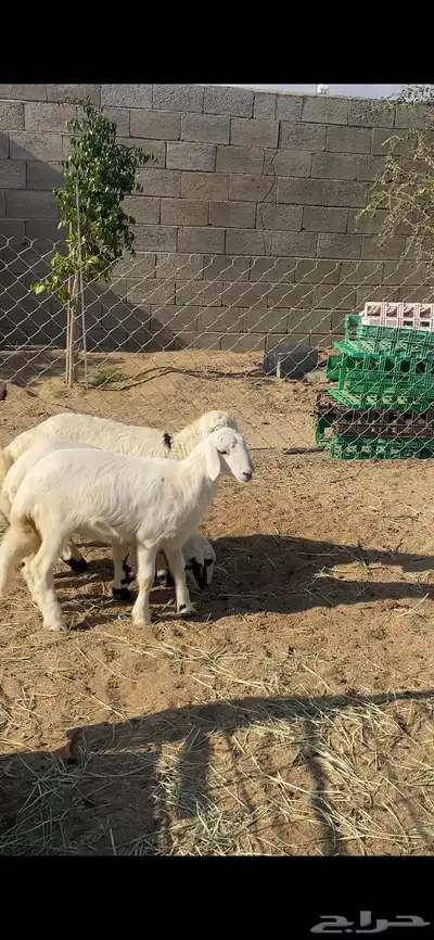 تم البيع 8