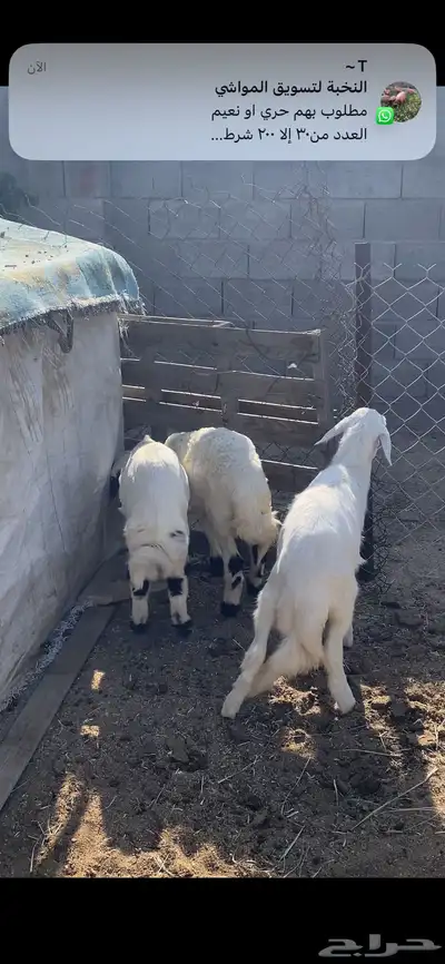 تم البيع 2