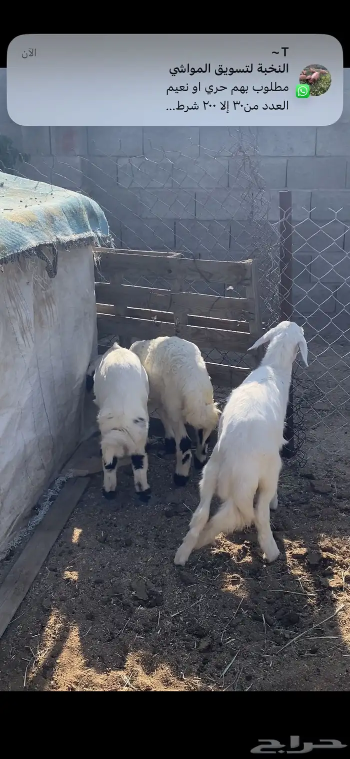 تم البيع 2