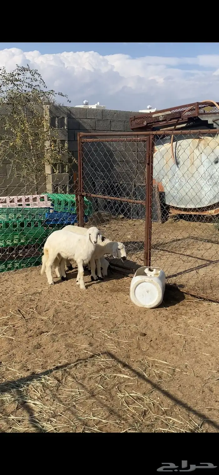 تم البيع 4