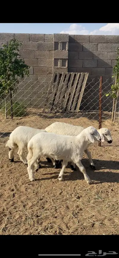 تم البيع 7