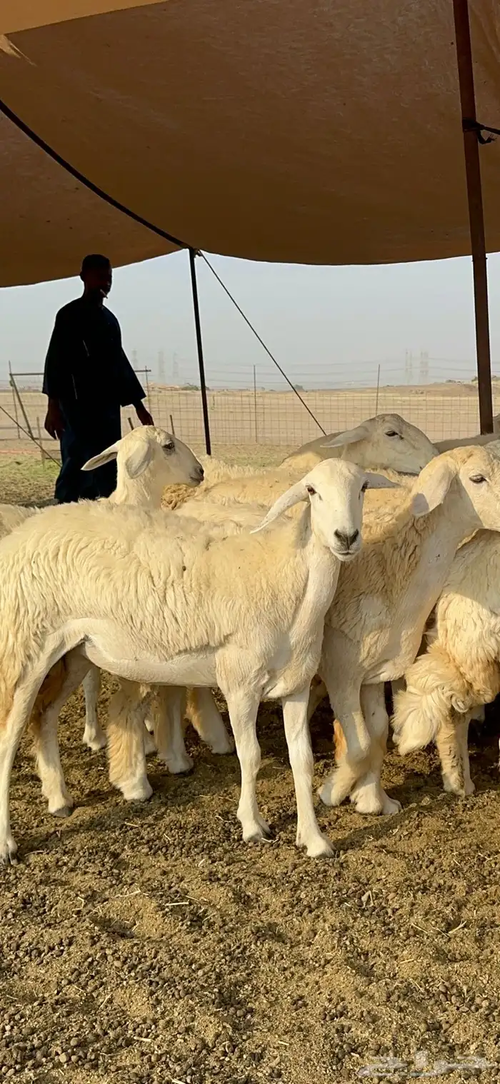 غنم حرية رخال صنف تمتاز بعكفت الروس والشعرا الحرشا 92 راس 24