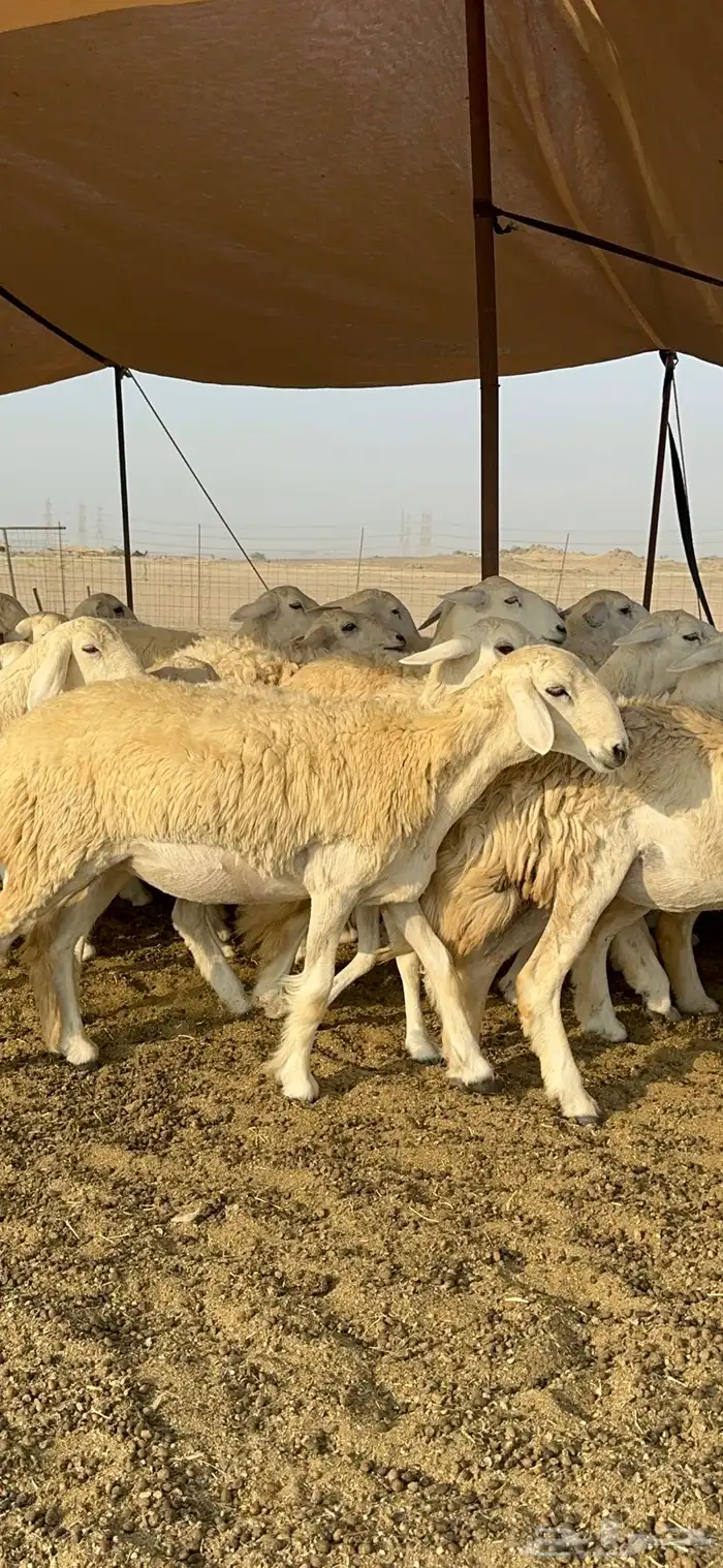 غنم حرية رخال صنف تمتاز بعكفت الروس والشعرا الحرشا 92 راس 7