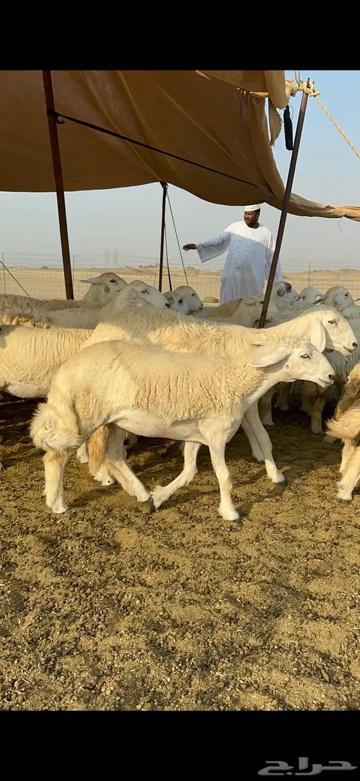 غنم حرية رخال صنف تمتاز بعكفت الروس والشعرا الحرشا 92 راس 14