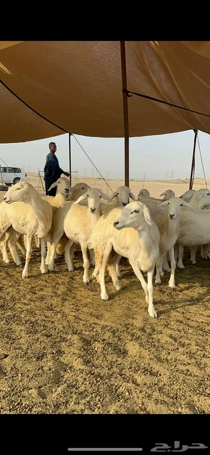 غنم حرية رخال صنف تمتاز بعكفت الروس والشعرا الحرشا 92 راس 19