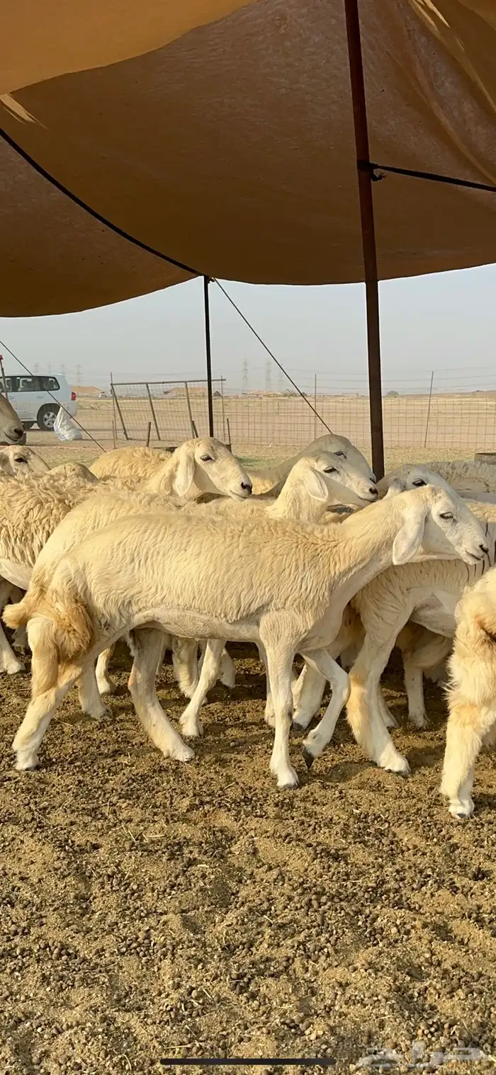 غنم حرية رخال صنف تمتاز بعكفت الروس والشعرا الحرشا 92 راس 22