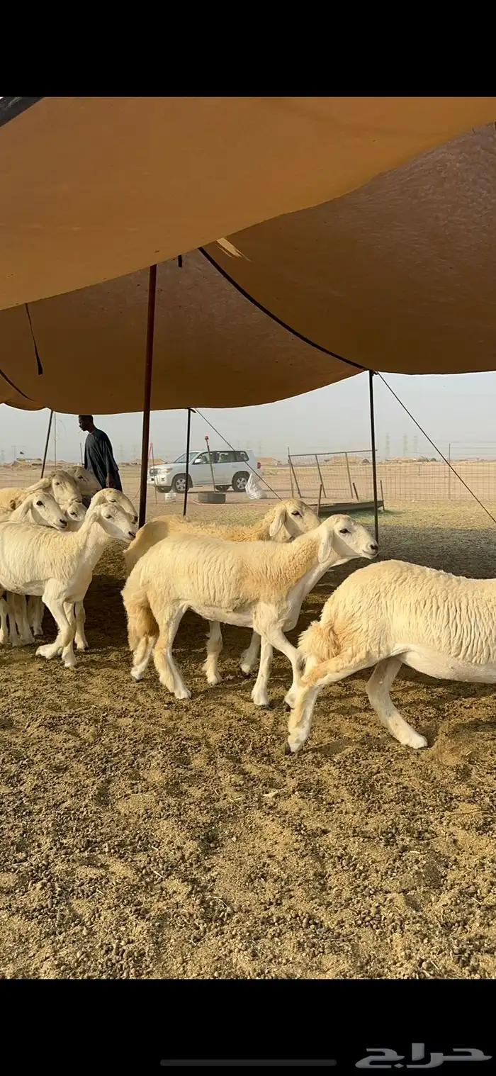 غنم حرية رخال صنف تمتاز بعكفت الروس والشعرا الحرشا 92 راس 21