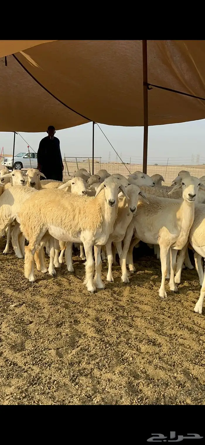 غنم حرية رخال صنف تمتاز بعكفت الروس والشعرا الحرشا 92 راس 8