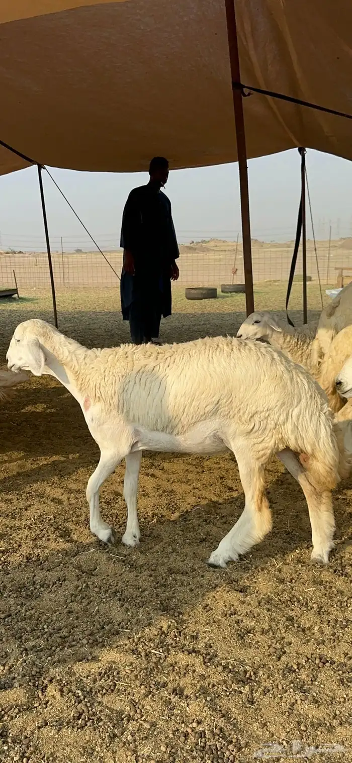 غنم حرية رخال صنف تمتاز بعكفت الروس والشعرا الحرشا 92 راس 29