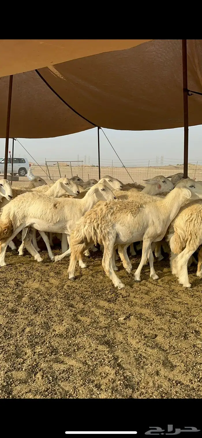 غنم حرية رخال صنف تمتاز بعكفت الروس والشعرا الحرشا 92 راس 6