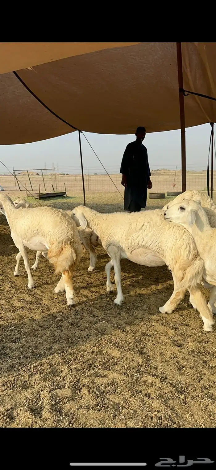 غنم حرية رخال صنف تمتاز بعكفت الروس والشعرا الحرشا 92 راس 30