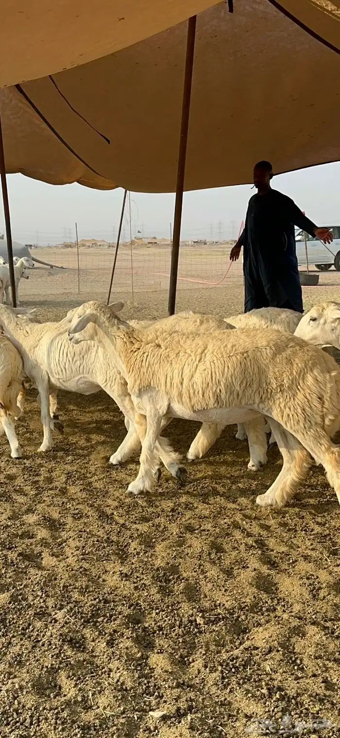 غنم حرية رخال صنف تمتاز بعكفت الروس والشعرا الحرشا 92 راس 20