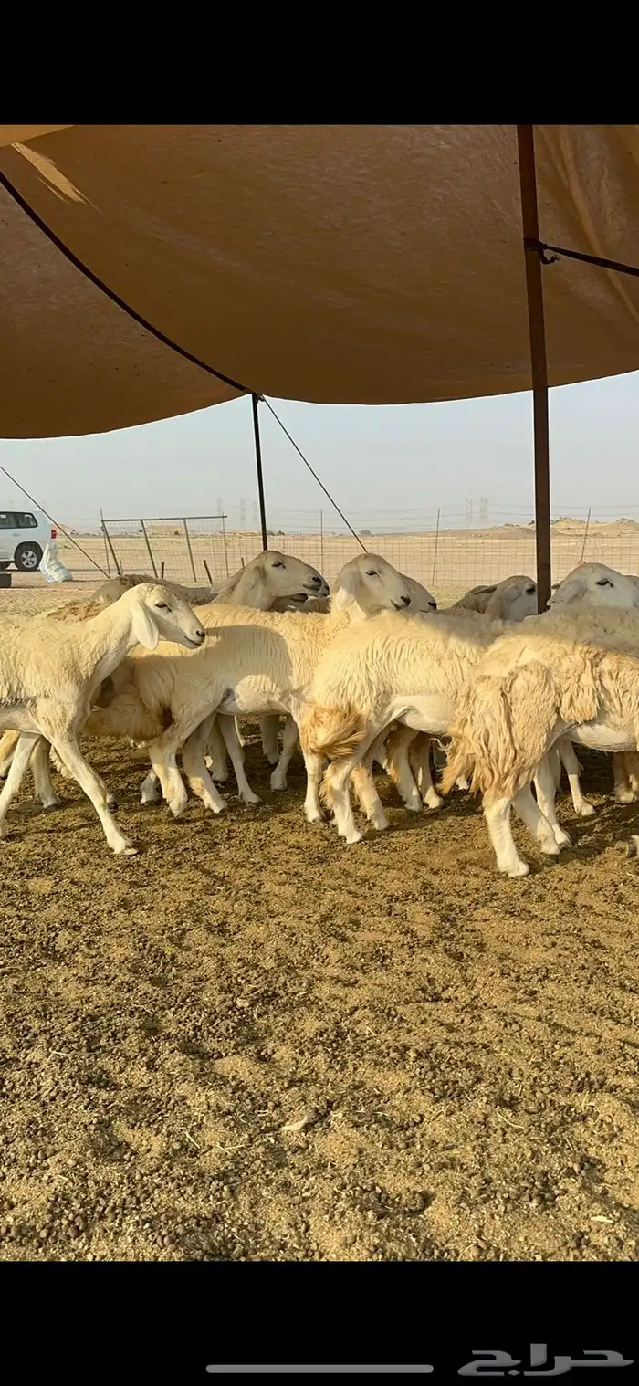 غنم حرية رخال صنف تمتاز بعكفت الروس والشعرا الحرشا 92 راس 16