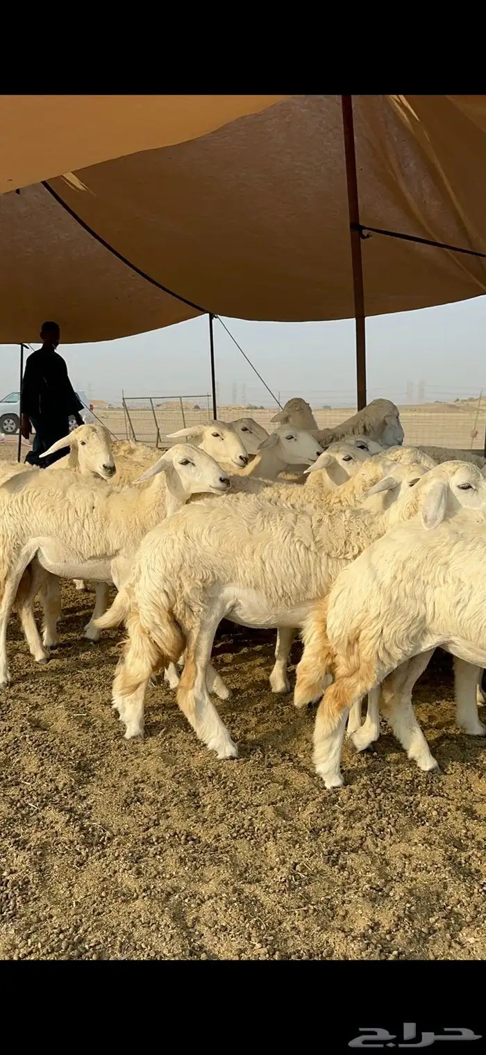 غنم حرية رخال صنف تمتاز بعكفت الروس والشعرا الحرشا 92 راس 23