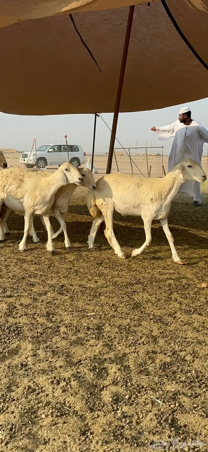 غنم حرية رخال صنف تمتاز بعكفت الروس والشعرا الحرشا 92 راس 1