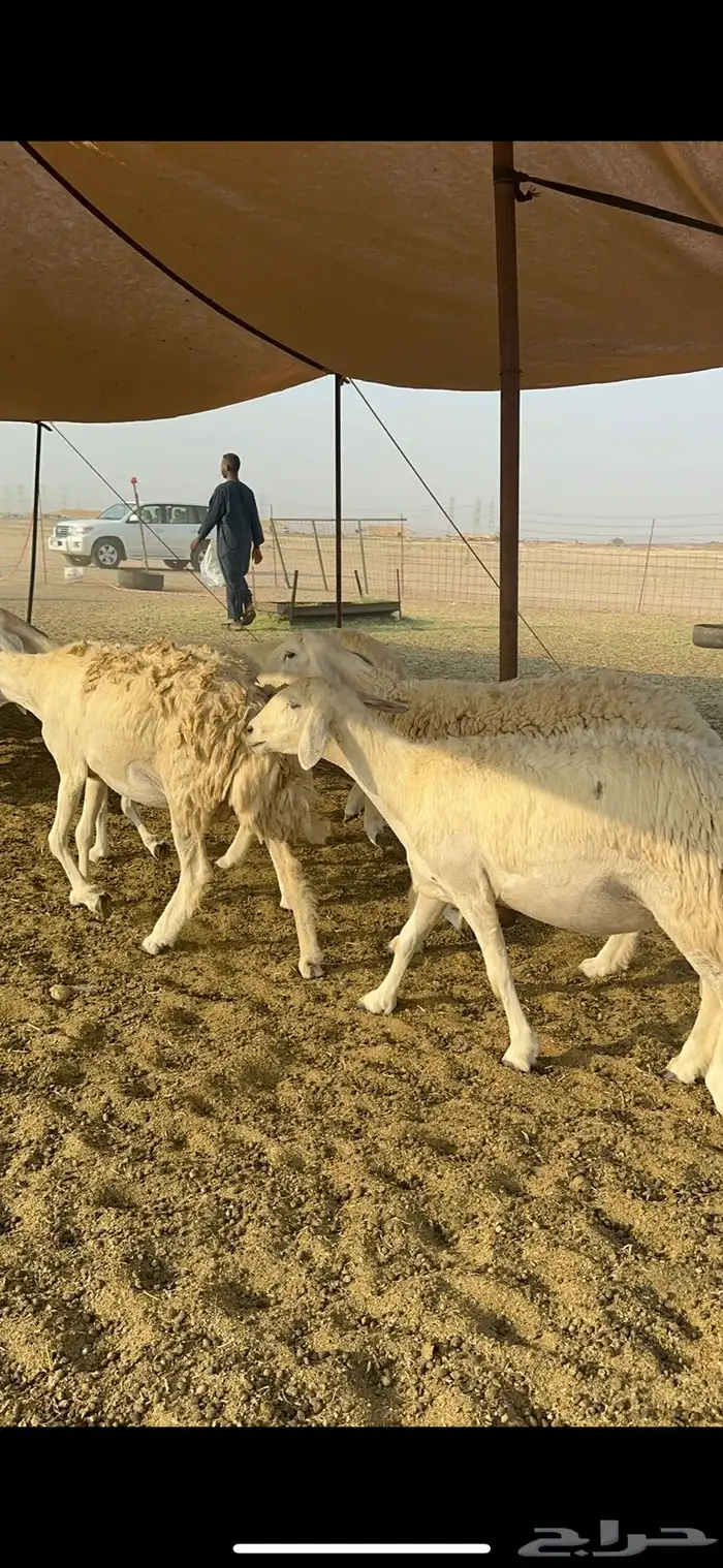 غنم حرية رخال صنف تمتاز بعكفت الروس والشعرا الحرشا 92 راس 9