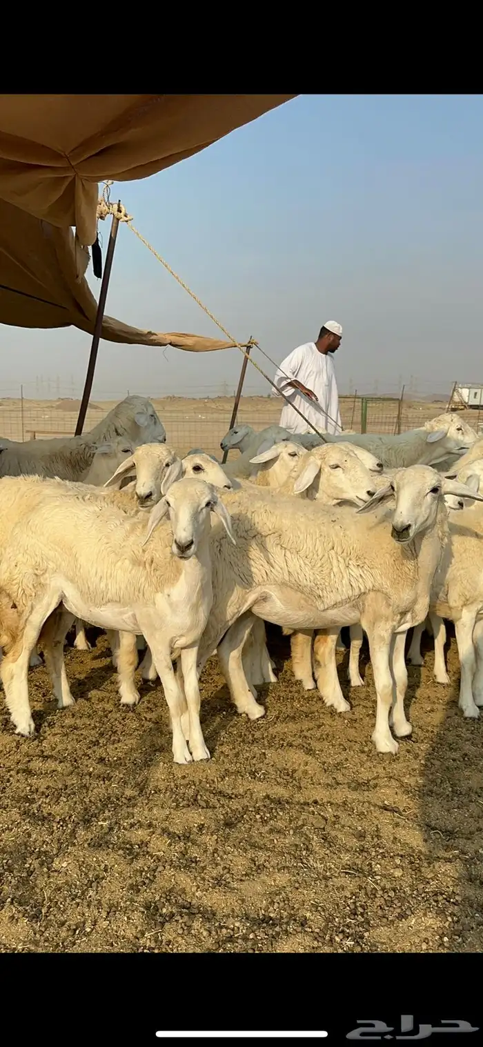 غنم حرية رخال صنف تمتاز بعكفت الروس والشعرا الحرشا 92 راس 27