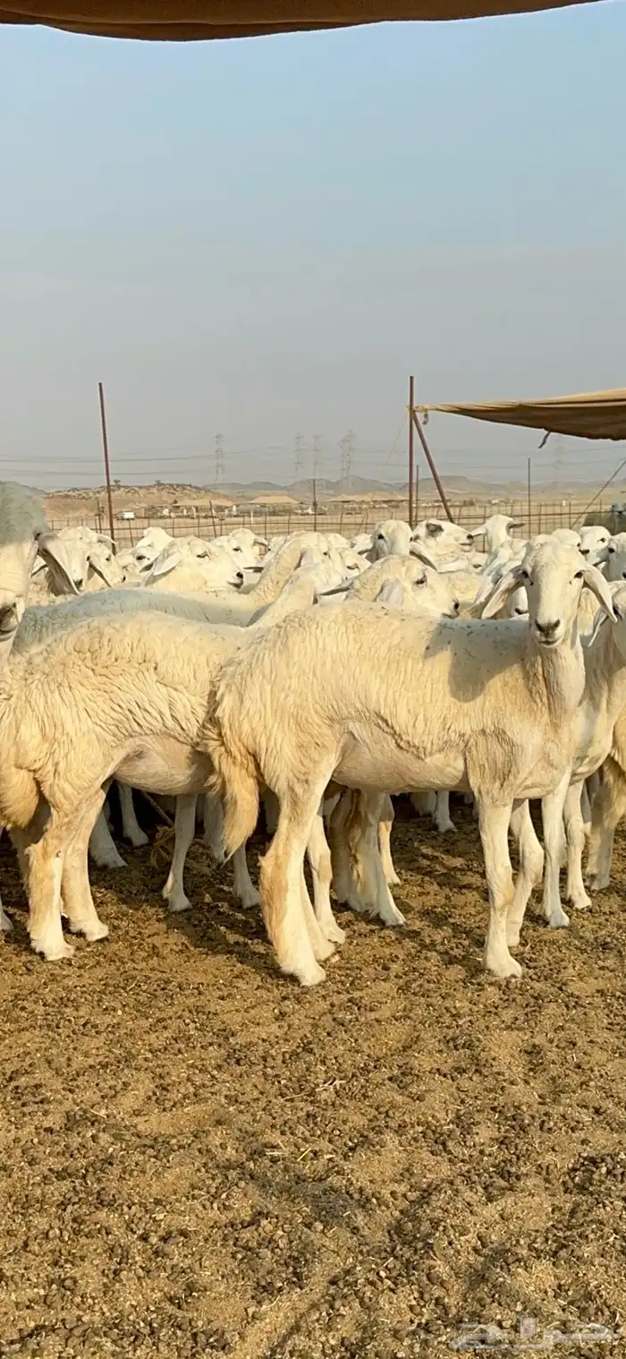 غنم حرية رخال صنف تمتاز بعكفت الروس والشعرا الحرشا 92 راس 2