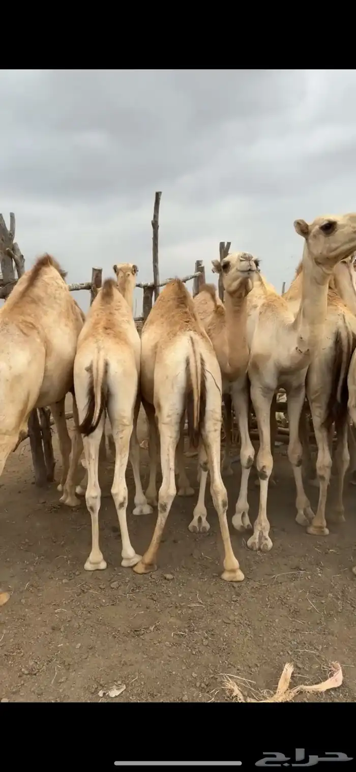قعدان مفاريد مغلقه 1