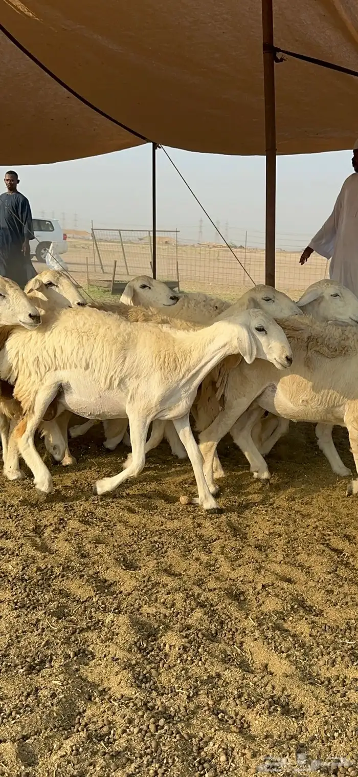 غنم حرية رخال صنف تمتاز بعكفت الروس والشعرا الحرشا 92 راس 12