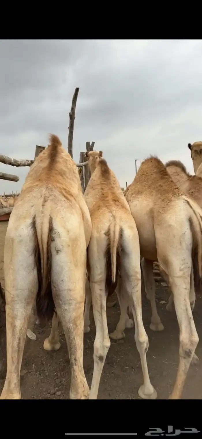 قعدان مفاريد مغلقه 2