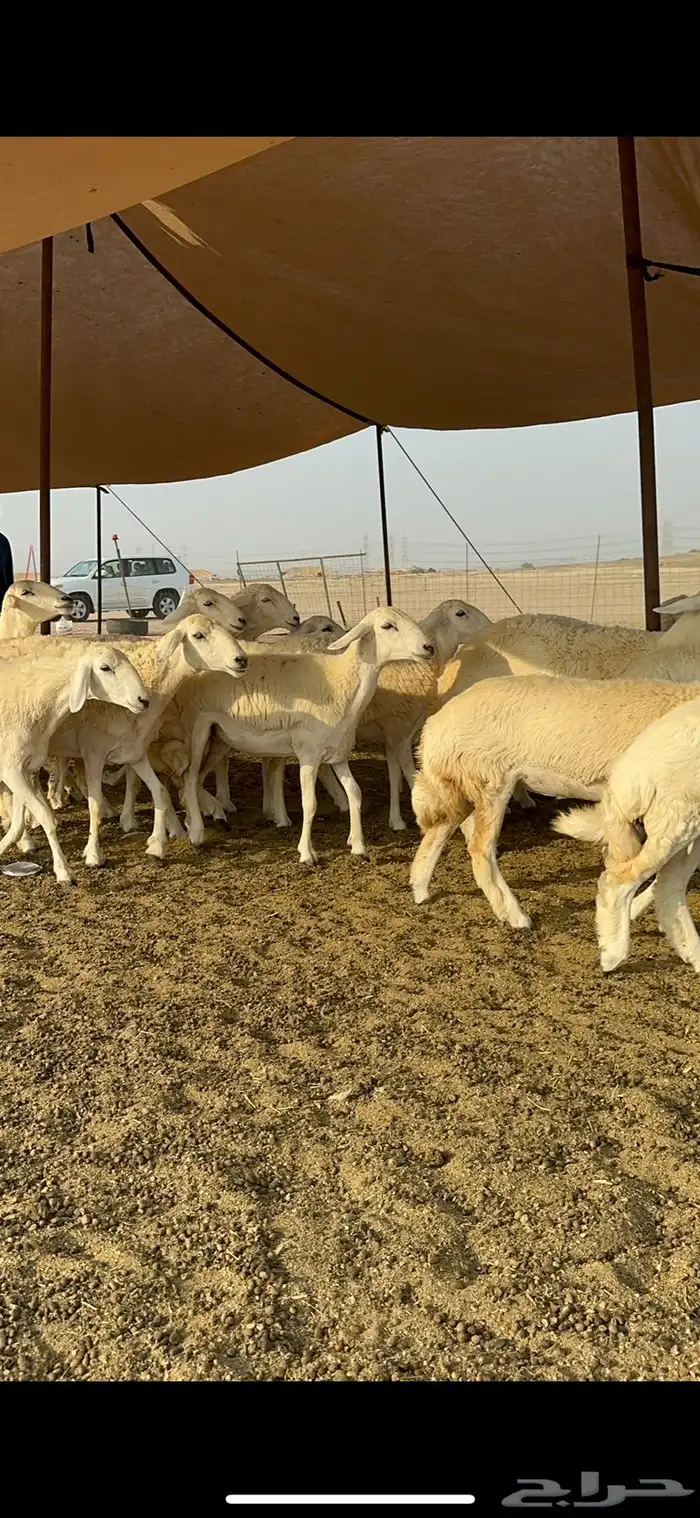 غنم حرية رخال صنف تمتاز بعكفت الروس والشعرا الحرشا 92 راس 15