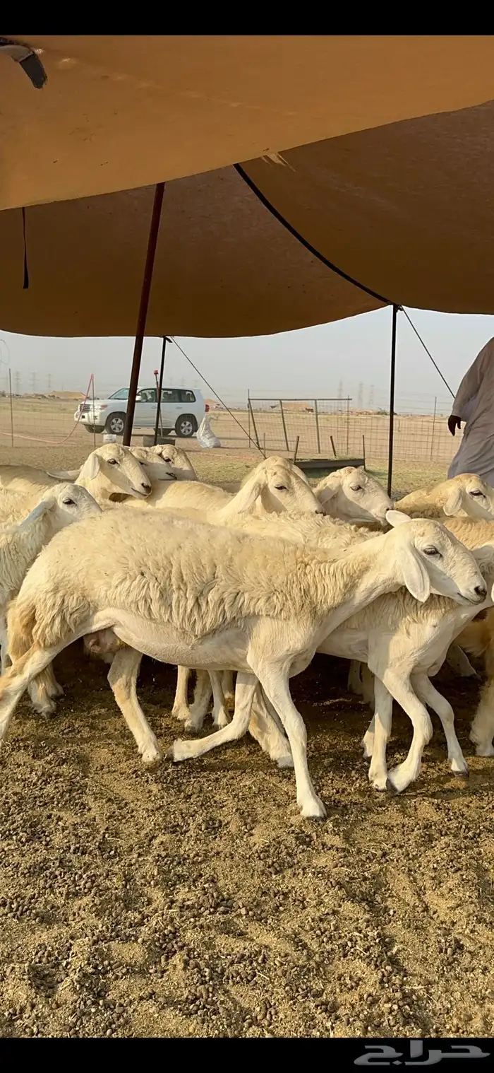 غنم حرية رخال صنف تمتاز بعكفت الروس والشعرا الحرشا 92 راس 3