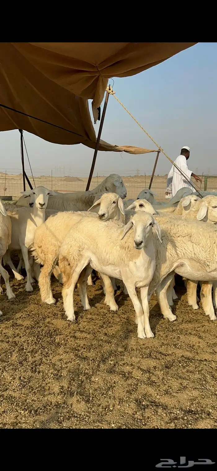 غنم حرية رخال صنف تمتاز بعكفت الروس والشعرا الحرشا 92 راس 28