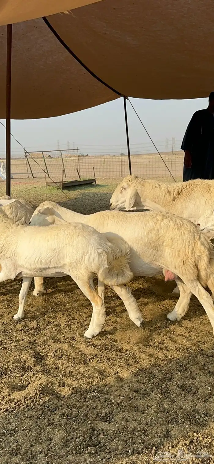 غنم حرية رخال صنف تمتاز بعكفت الروس والشعرا الحرشا 92 راس 31