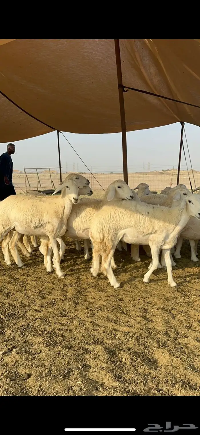 غنم حرية رخال صنف تمتاز بعكفت الروس والشعرا الحرشا 92 راس 17
