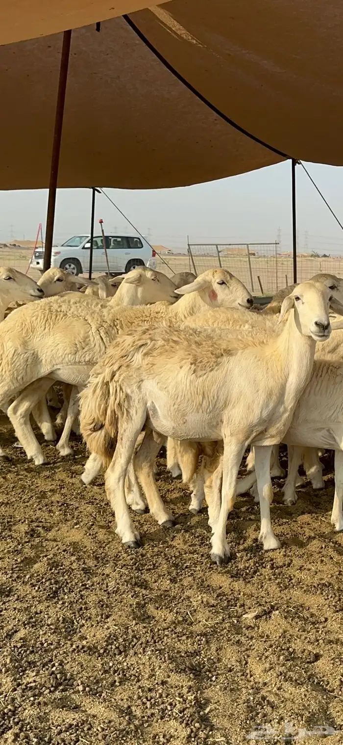 غنم حرية رخال صنف تمتاز بعكفت الروس والشعرا الحرشا 92 راس 0