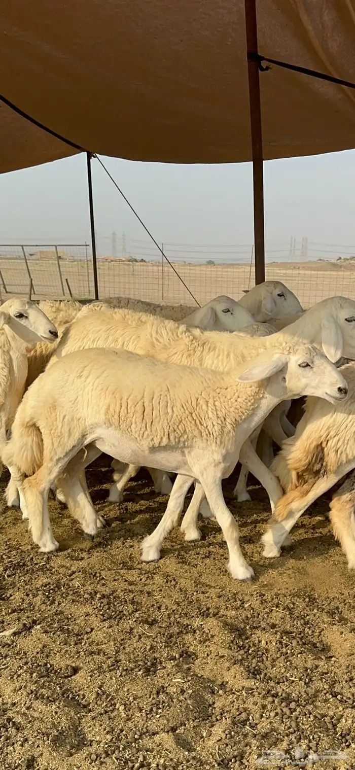 غنم حرية رخال صنف تمتاز بعكفت الروس والشعرا الحرشا 92 راس 13