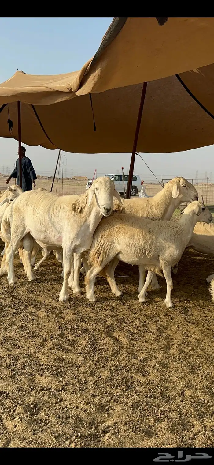 غنم حرية رخال صنف تمتاز بعكفت الروس والشعرا الحرشا 92 راس 4