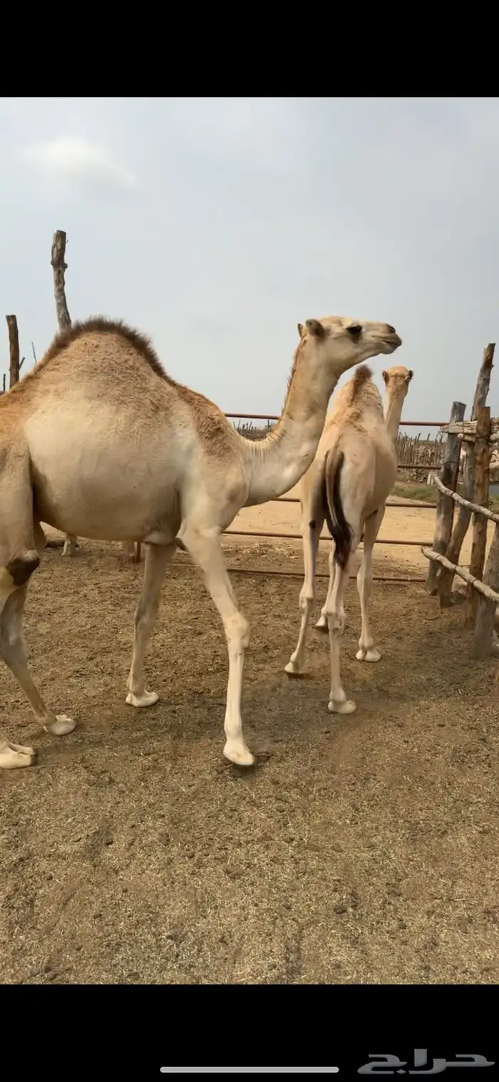 قعدان مفاريد مغلقه 0
