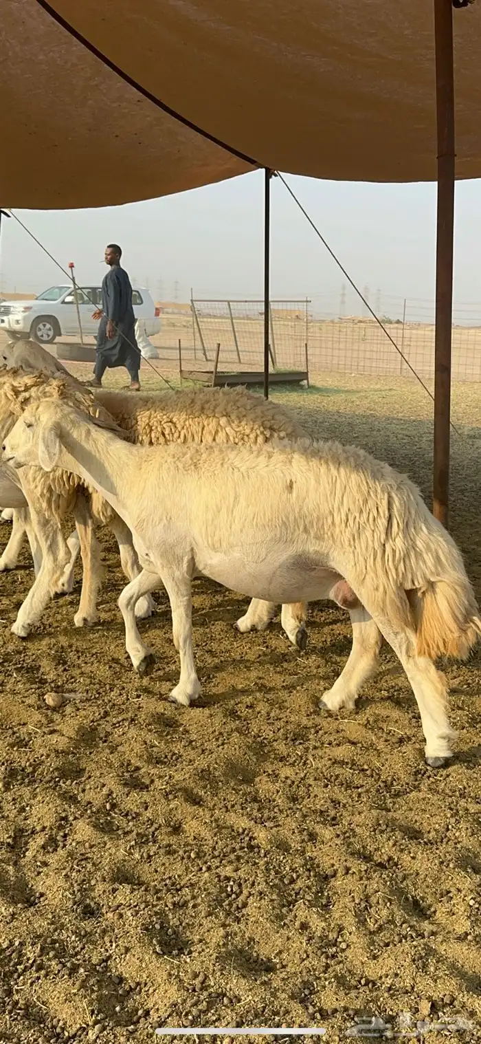 غنم حرية رخال صنف تمتاز بعكفت الروس والشعرا الحرشا 92 راس 10