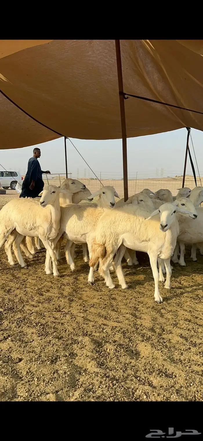 غنم حرية رخال صنف تمتاز بعكفت الروس والشعرا الحرشا 92 راس 18