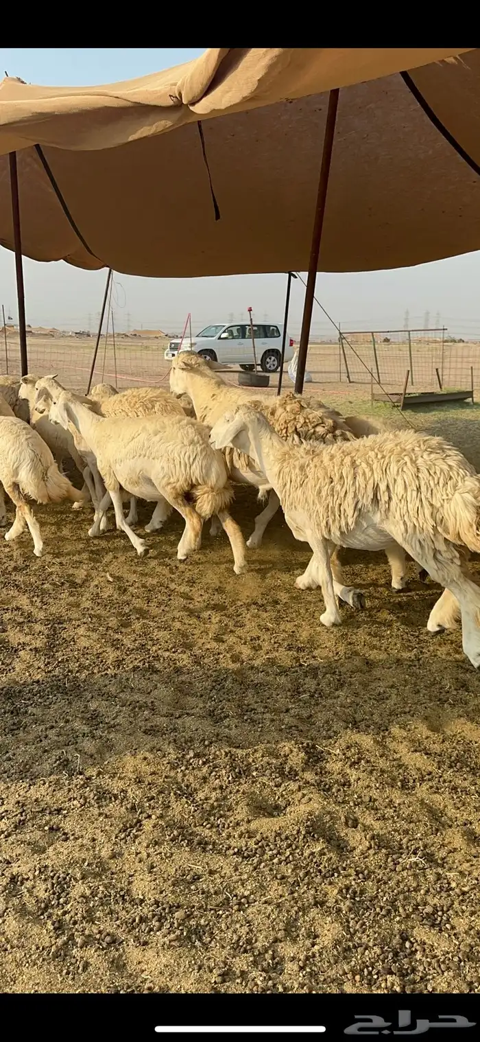 غنم حرية رخال صنف تمتاز بعكفت الروس والشعرا الحرشا 92 راس 32