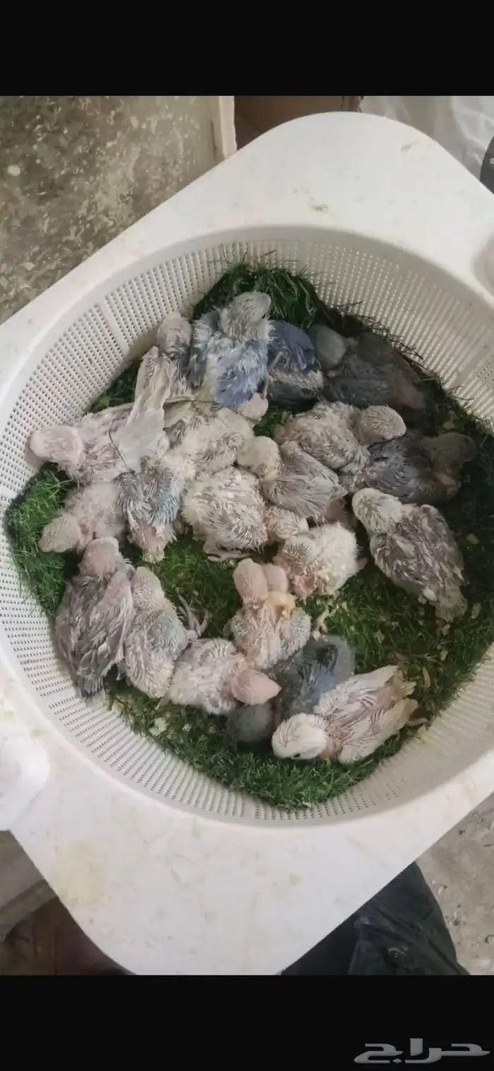 فروخ روز غر 0