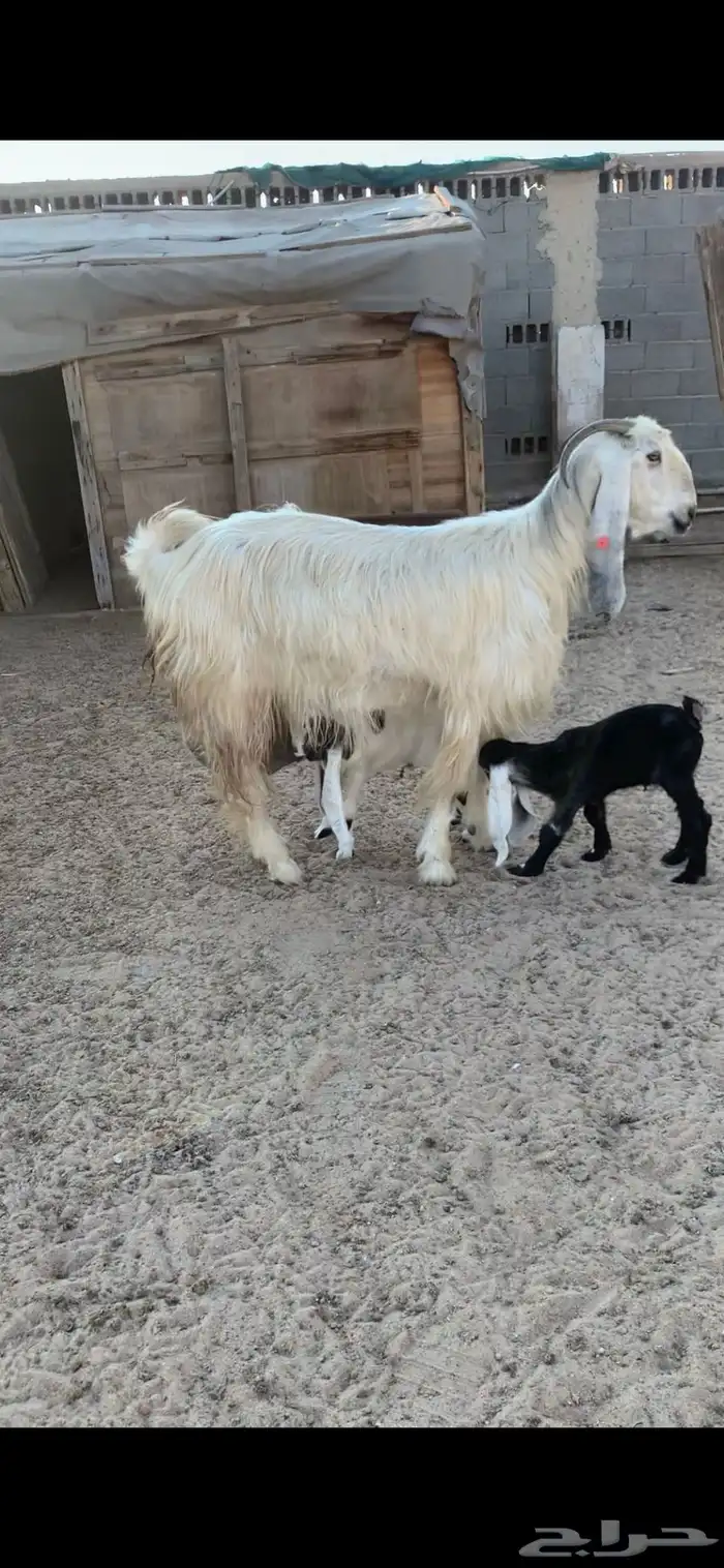 عنز عارضيه بيضا 2