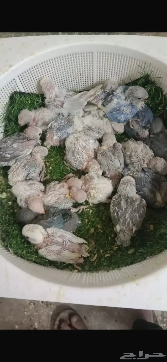 فروخ روز غر 1