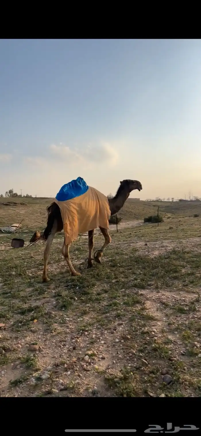 قعود اصفر دبياني جده سلطان الصفر 0