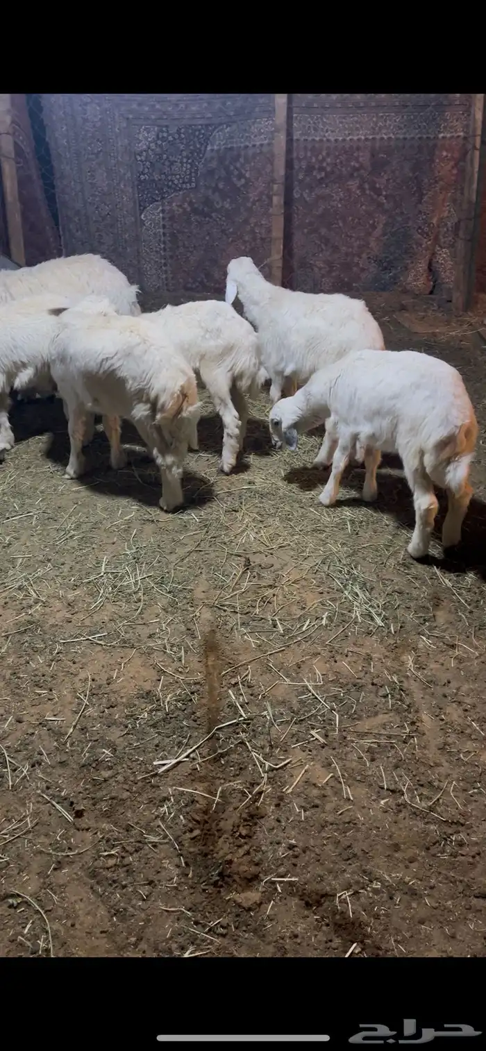 طليان ورخال حريات يضحن 3