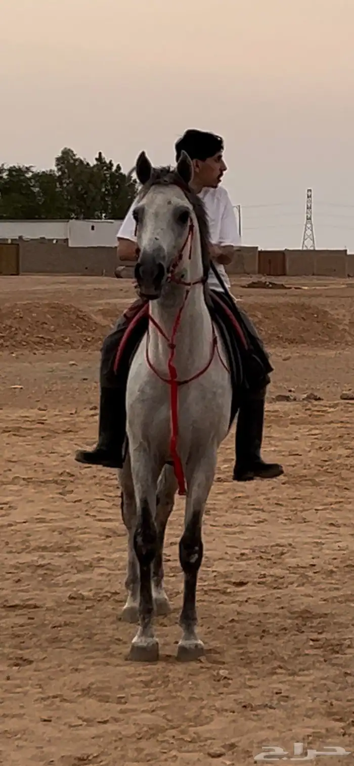 حصان شعبي 0