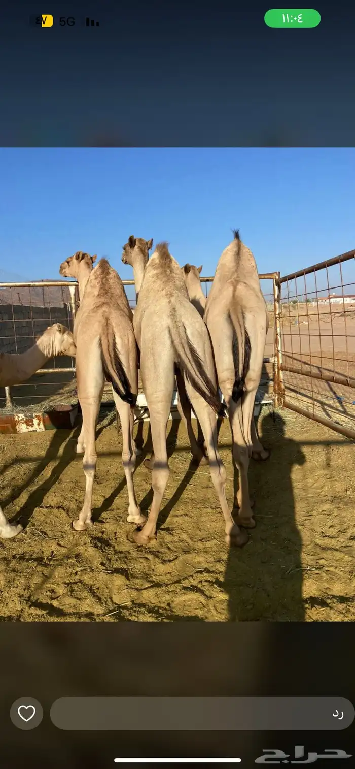 قعدان مبادي وزواجات 2